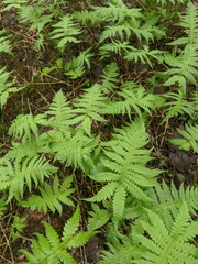 Phegopteris connectilis