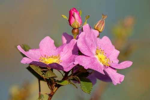 iNaturalist observation photo of California Wild Rose