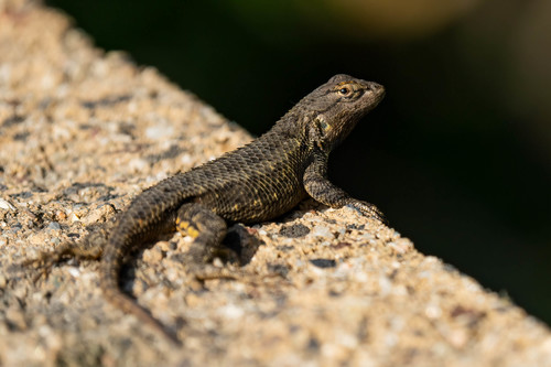 iNaturalist observation photo of Western Fence Lizard