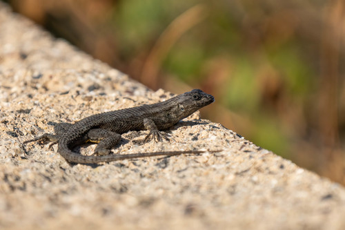 iNaturalist observation photo of Western Fence Lizard