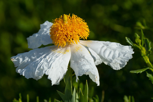 iNaturalist observation photo of Coulter's matilija poppy