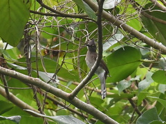 Brachypodius urostictus