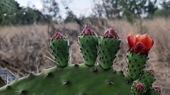 Opuntia