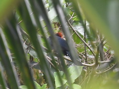 Dasylophus superciliosus