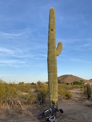 Carnegiea gigantea