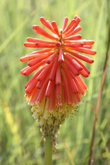 Kniphofia linearifolia
