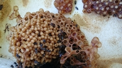 Austroplebeia australis