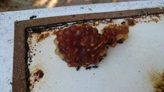 Austroplebeia australis