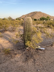 Carnegiea gigantea