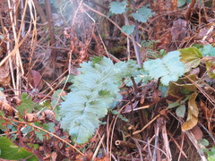 Packera sanguisorbae