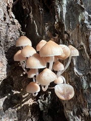 Mycena clarkeana