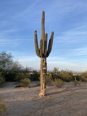 Carnegiea gigantea