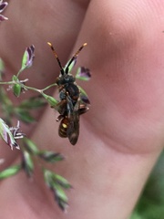 Nomada articulata
