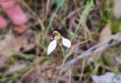 Eriochilus cucullatus