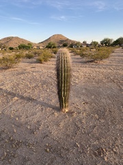 Carnegiea gigantea