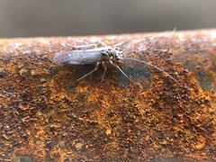 Teliapsocus