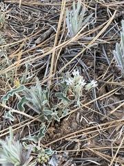 Asclepias involucrata