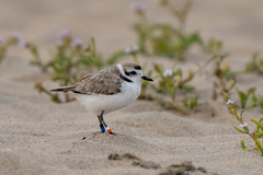 Charadrius nivosus