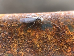 Teliapsocus