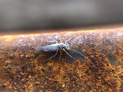 Teliapsocus