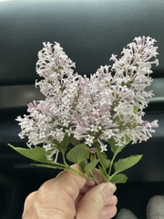 Syringa vulgaris