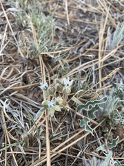 Asclepias involucrata