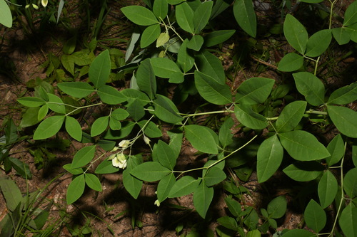 Baptisia megacarpa, photograph 5