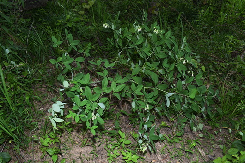 Image of Baptisia megacarpa by (c) Brian Finzel, some rights reserved (CC BY-SA)