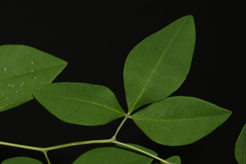 Baptisia megacarpa, photograph 1