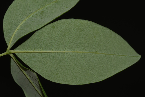 Baptisia megacarpa, photograph 6