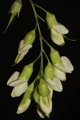 Baptisia megacarpa