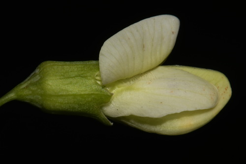 Image of Baptisia megacarpa by (c) Brian Finzel, some rights reserved (CC BY-SA)