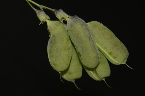 Image of Baptisia megacarpa by (c) Brian Finzel, some rights reserved (CC BY-SA)