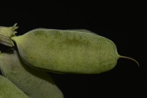 Baptisia megacarpa, photograph 2