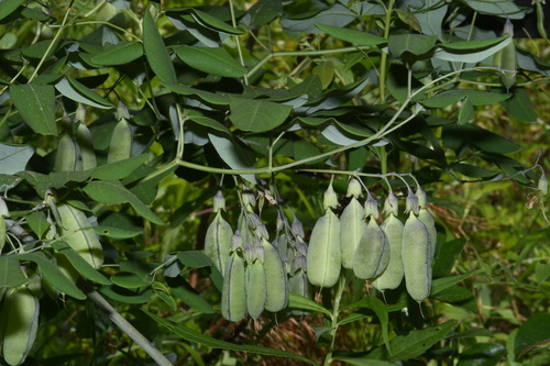 Image of Baptisia megacarpa by (c) Brian Finzel, some rights reserved (CC BY-SA)