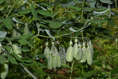 Baptisia megacarpa