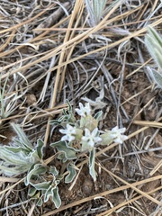 Asclepias involucrata