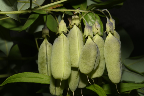 Image of Baptisia megacarpa by (c) Brian Finzel, some rights reserved (CC BY-SA)