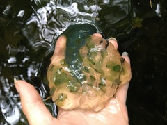 Oophila amblystomatis