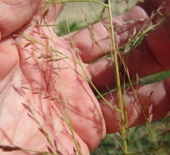 Eragrostis curtipedicellata