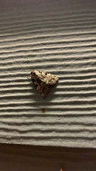 Leuconycta