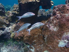 Parupeneus barberinus