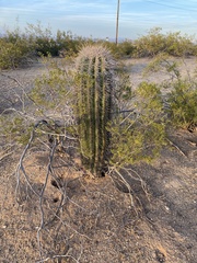 Carnegiea gigantea
