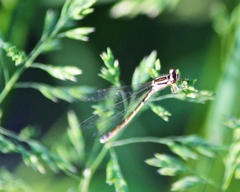 Coenagrion resolutum