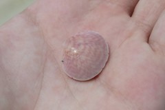 Semele purpurascens