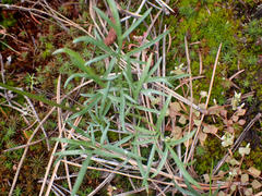 Lomatium geyeri