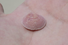 Semele purpurascens