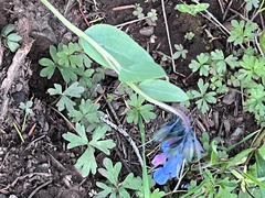 Mertensia longiflora