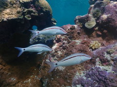 Parupeneus barberinus