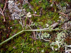 Lomatium geyeri